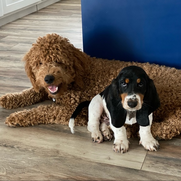 Meet your Posher, Arantxa - Picture 1 of 1